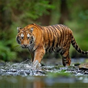 Which Animals Live in the Jungle?