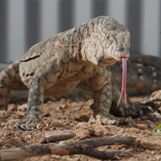Perentie Meat