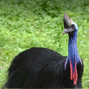 Cassowary