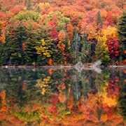 See the Autumn Leaves of the Algonquin Valley (ON)