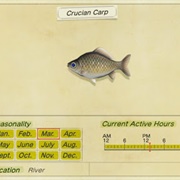 Crucian Carp