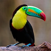Tucan