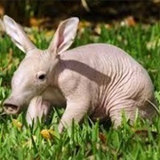 Aardvark