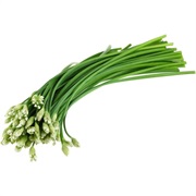 Garlic Chives (Allium Tuberosum)