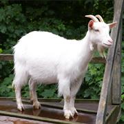Goat