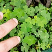 Four Leaf Clovers Are Lucky