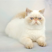 Exotic Shorthair Cat