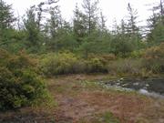 Pinhook Bog (Indiana)