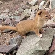 Mountain Weasel