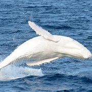Humpback Whale