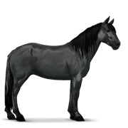 Highland Pony - Black