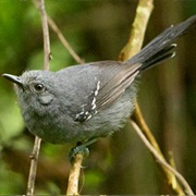 Rio De Janeiro Antwren