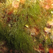Ulva Compressa