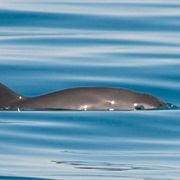 Vaquita