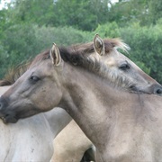 Pape Nature Reserve, Latvia
