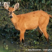 Marsh Deer
