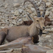 Ras Abu Galoum, Sinai
