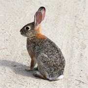 Desert Cottontail