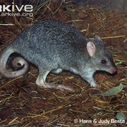 Northern Bettong