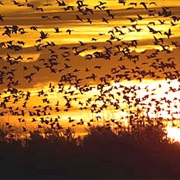 Pea Island National Wildlife Refuge