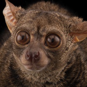 Galago