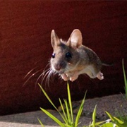 Flying Mouse