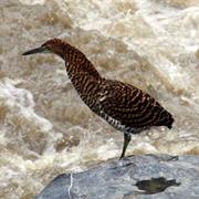Fasciated Tiger-Heron
