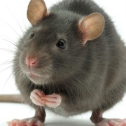 Rats