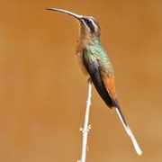 Planalto Hermit (Phaethornis Pretrei)