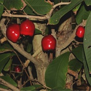 Johnstone River Satinash (Syzygium Erythrocalyx)