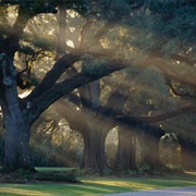 Road Trip: Creole Country, Louisiana