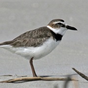 Wilson's Plover