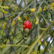Native Cherry (Exocarpos Cupressiformis)