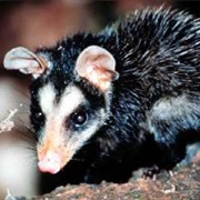 Big-Eared Opossum