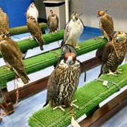 Abu Dhabi Falcon Hospital
