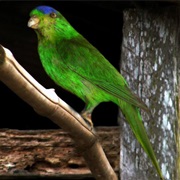 New Caledonian Lorikeet