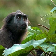 Pig-Tailed Langur