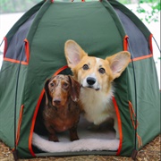 Go Camping