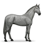 Holsteiner - Dapple Grey