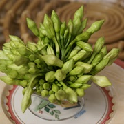 Loroco (Fernaldia Pandurata)