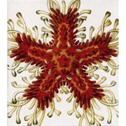 Giant Squid - The Ichthyologist