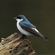 Mangrove Swallow