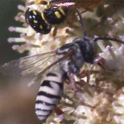 Zebra Bee