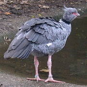 Southern Screamer