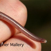 Texas Blind Snake
