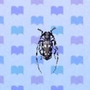 Longhorn Beetle
