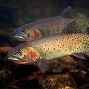 Cutthroat Trout
