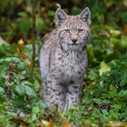 Korvemaa Landscpae Protection Area, Estonia