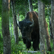 Wood Buffalo National Park