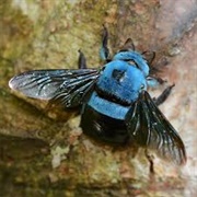 Blue Carpenter Bee
